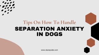 Tips On How To Handle Separation Anxiety In Dogs - Slaneyside Kennels