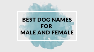Best Dog Names for Male and Female - Slaneyside Kennels